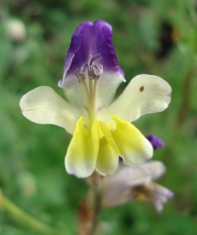 Sparaxis villosa flower
